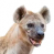 hyena