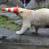vlc