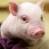 piggy123